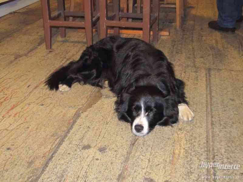 Border kolie pes ke krytí bez PP - foto 4