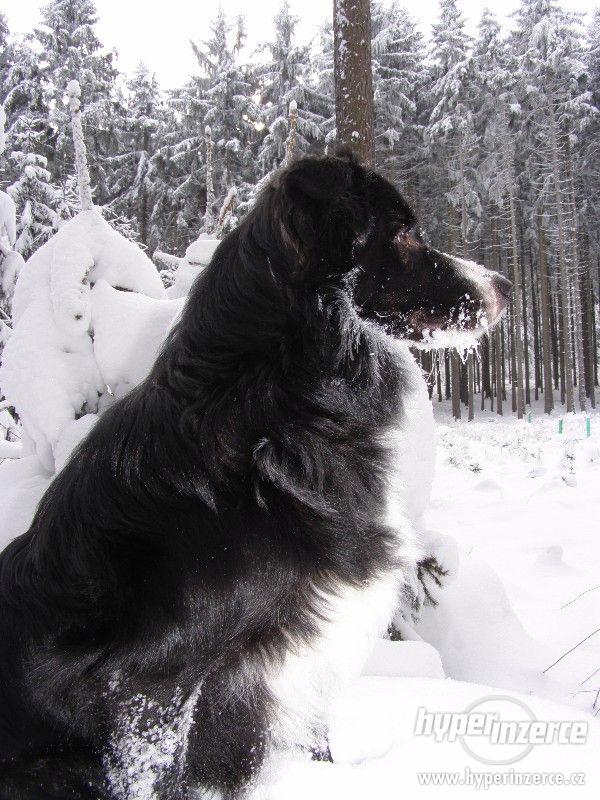 Border kolie pes ke krytí bez PP - foto 5