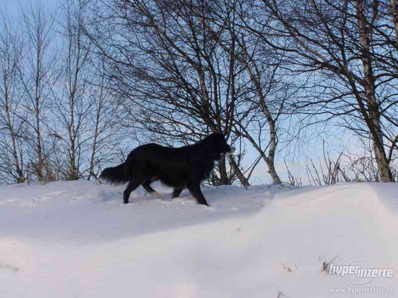 Border kolie pes ke krytí bez PP - foto 6