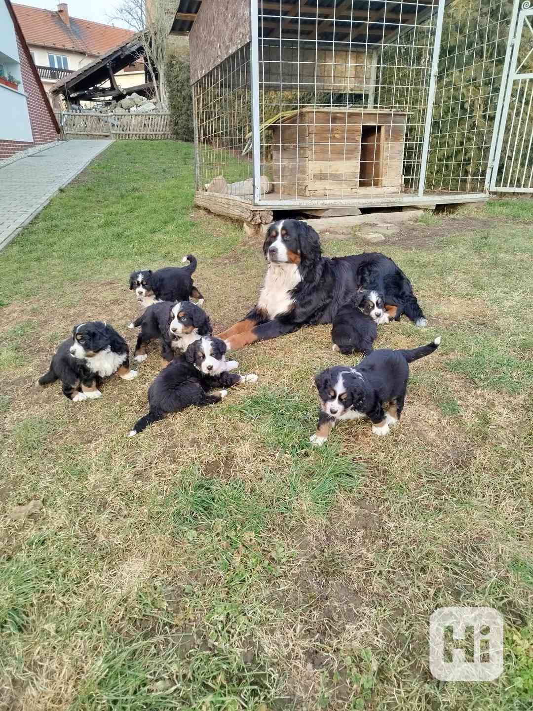 Nabízíme štěňátka bernského salašnického psa  - foto 1