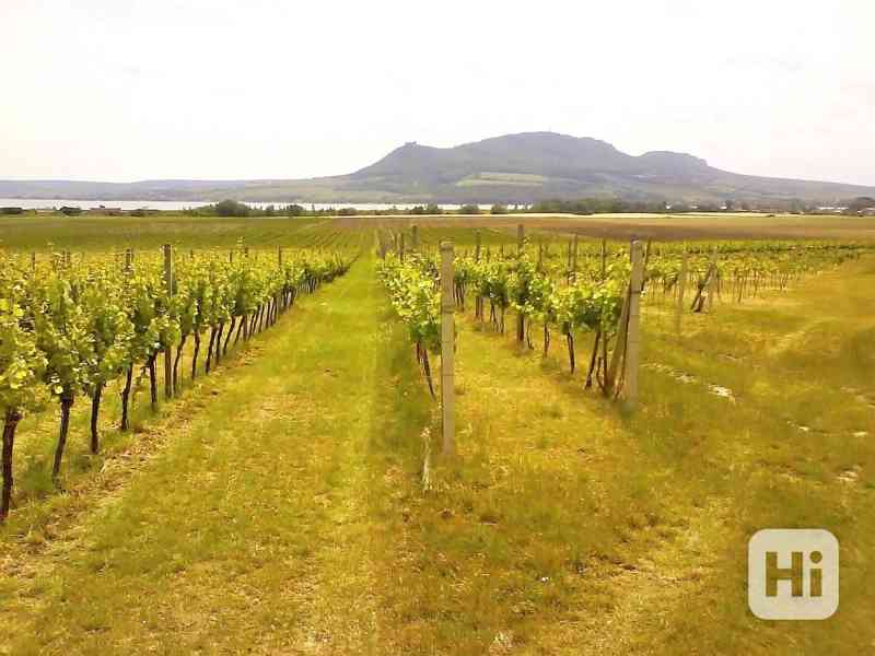 Exkluzivní prodej certifikovaného vinařství na Moravě - vinice, sklep, sklad, technologie, značka a  - foto 5