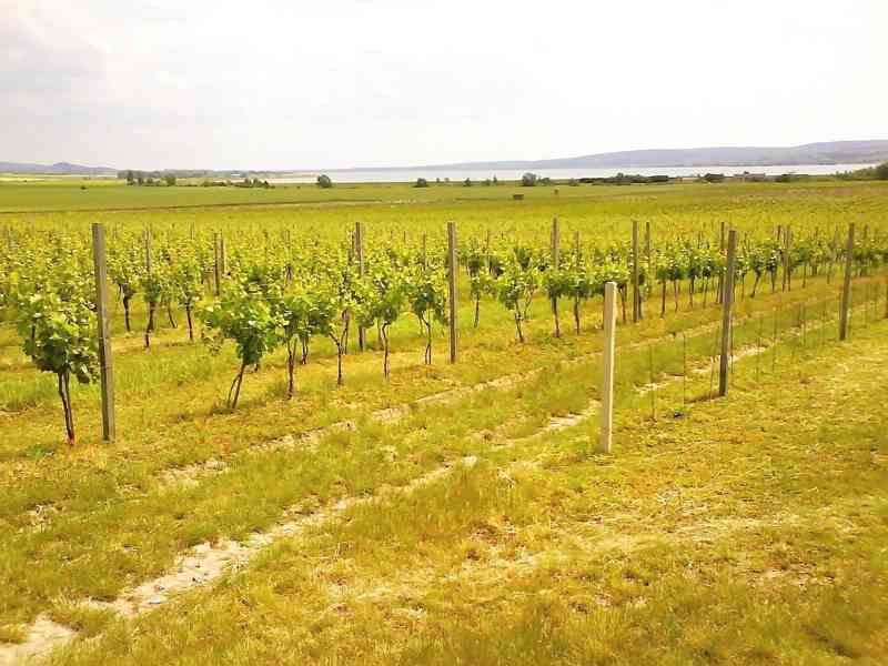 Exkluzivní prodej certifikovaného vinařství na Moravě - vinice, sklep, sklad, technologie, značka a  - foto 1