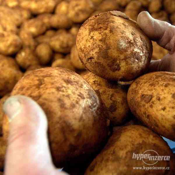Akce brambory k uskladnění - foto 1