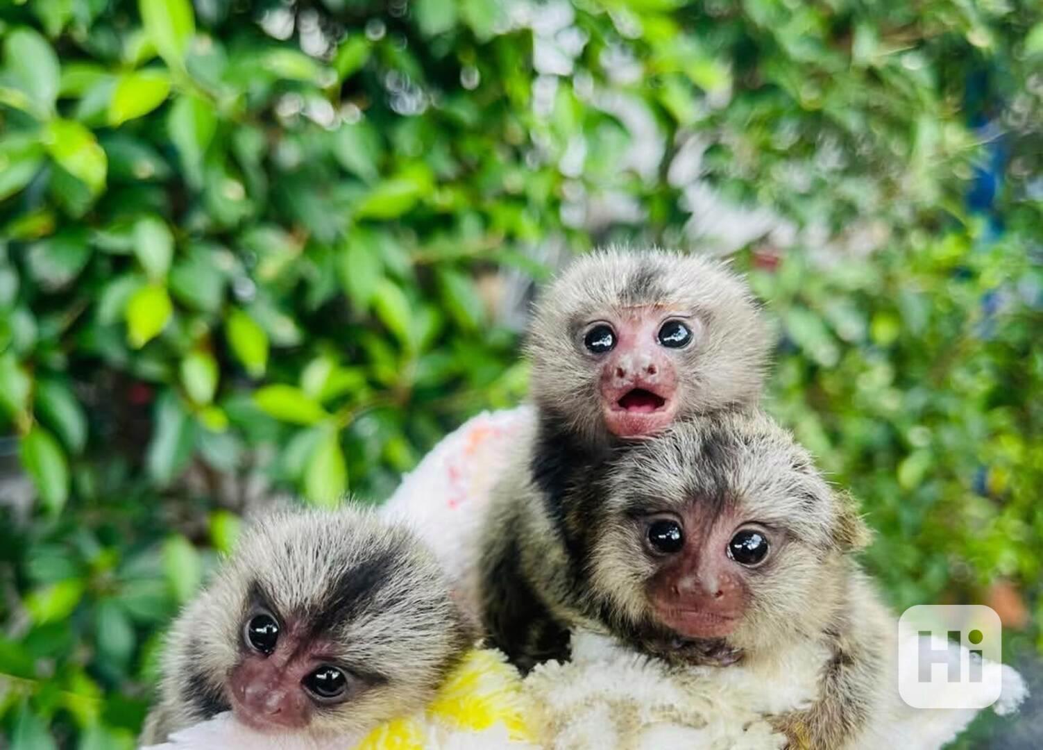 Opice kuzman - foto 1