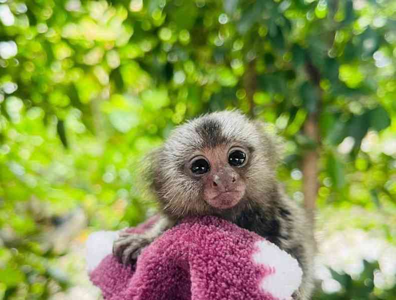 Opice kuzman - foto 2