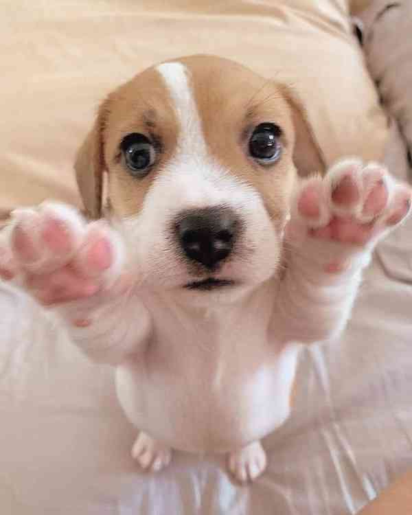 12týdenní štěně jack russella k adopci zdarma  