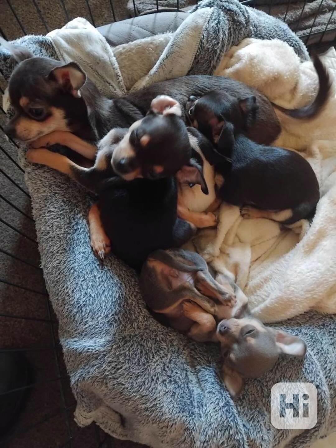 Prodám čistokrevná štěňata civavy psík - foto 1