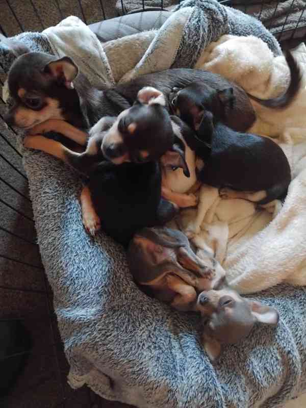 Prodám čistokrevná štěňata civavy psík - foto 1