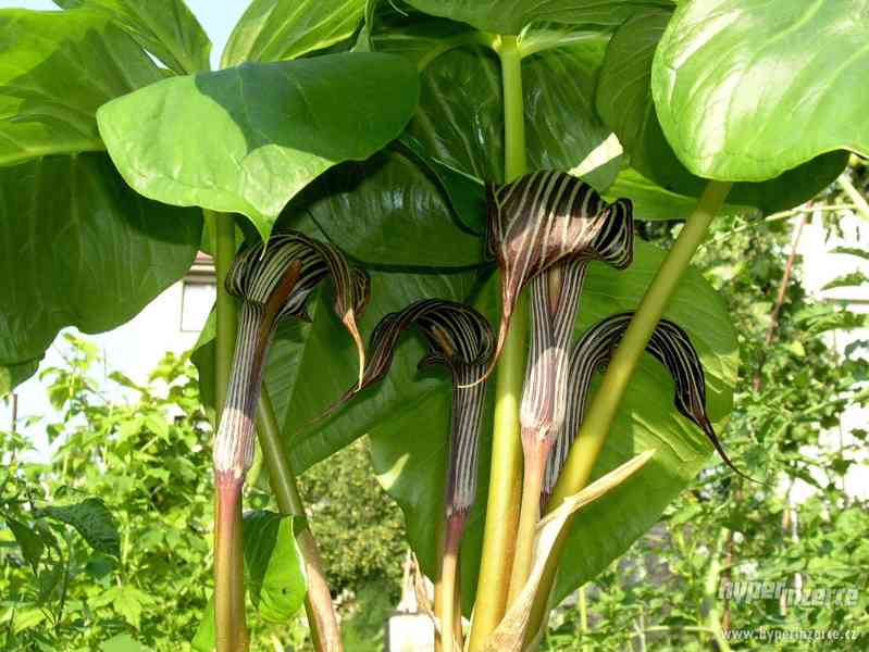 Arisaema fargesii (cobra lilie) - foto 1