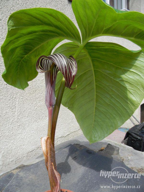 Arisaema fargesii (cobra lilie) - foto 3