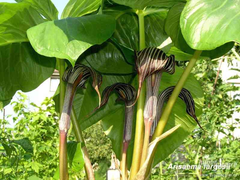 Arisaema fargesii (cobra lilie) - foto 4