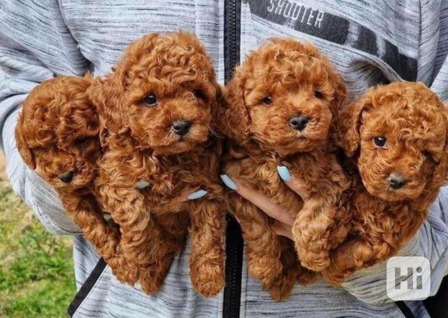 štěňátka pudl k adopci zdarma - foto 1