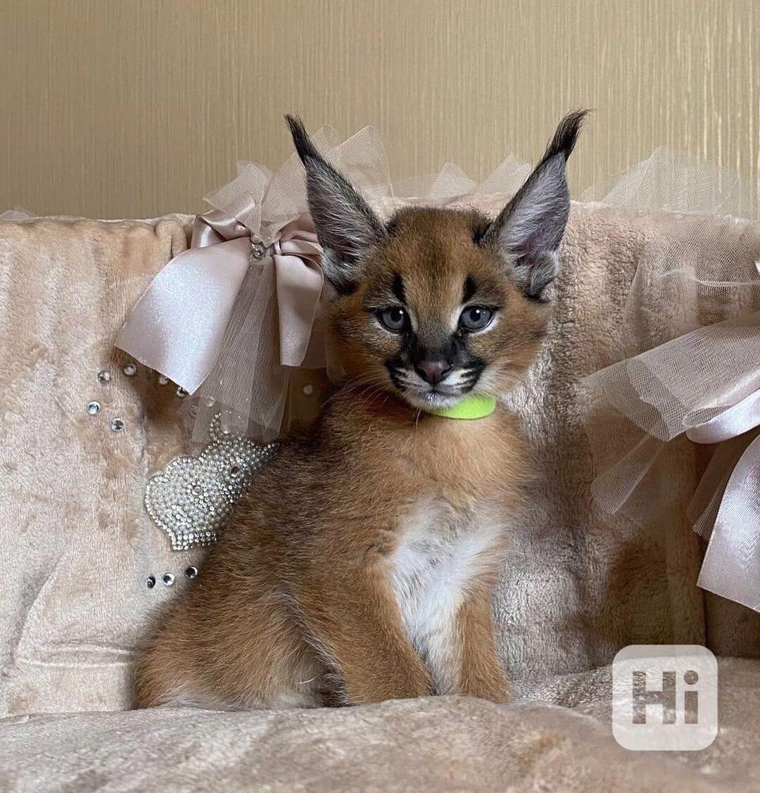 Koťata Savannah f4, f5, f6 k dispozici - foto 1