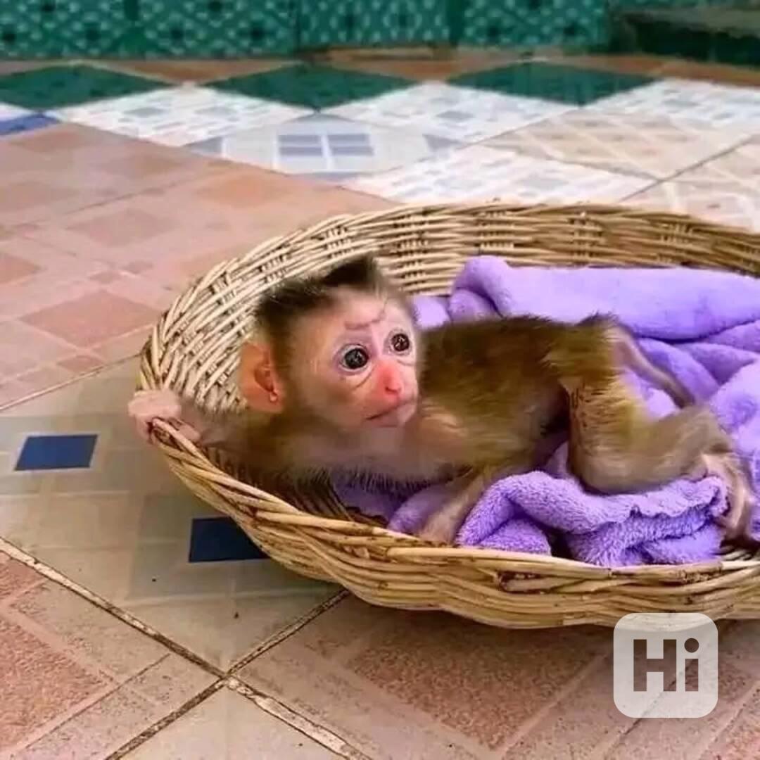 Krásné kapucínské opice k adopci - foto 1