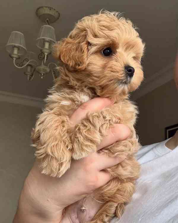 Nabízíme krásná štěňata Maltipoo F1.