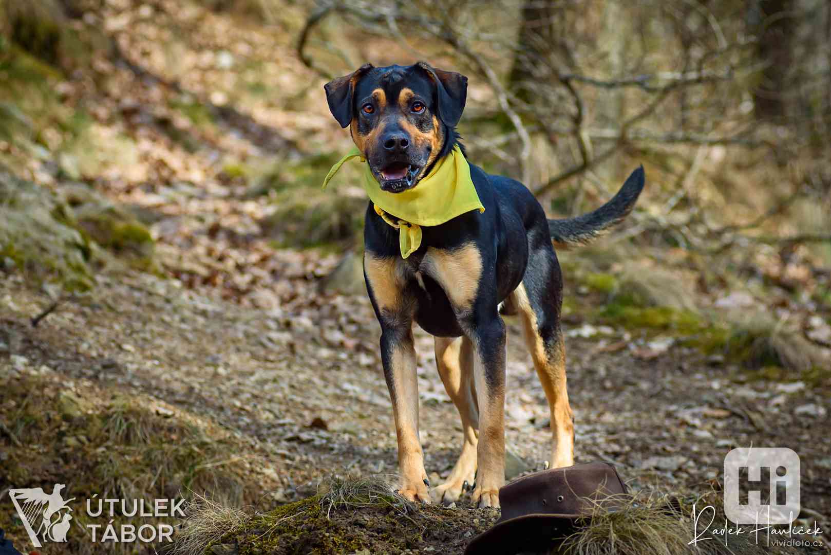 Scout k adopci - foto 1