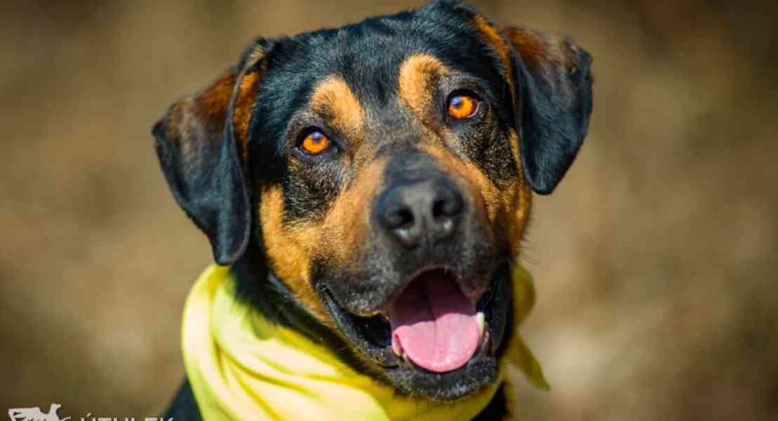 Scout k adopci - foto 2