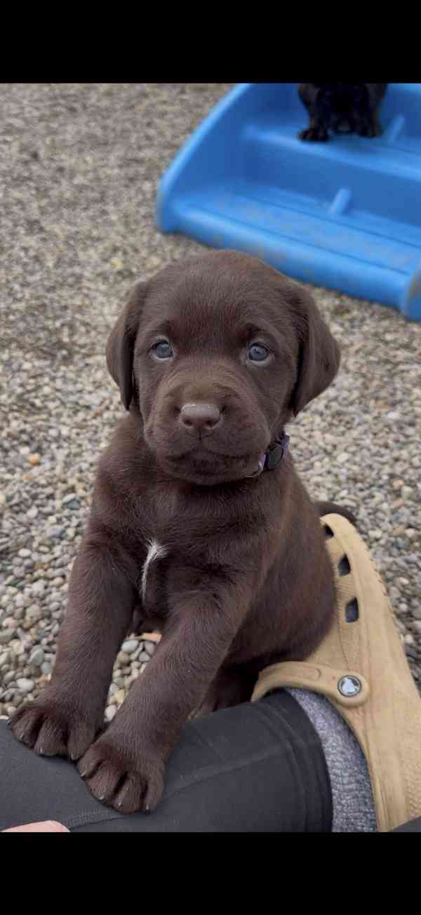 Domů vyškolené Labrador Retriever štěňata