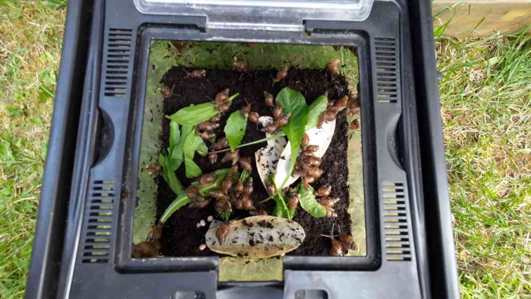 Mláďata afrických šneků - lissachatina reticulata - foto 2