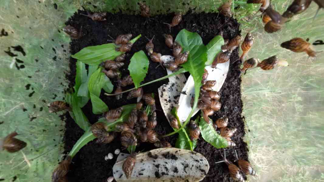 Mláďata afrických šneků - lissachatina reticulata - foto 3