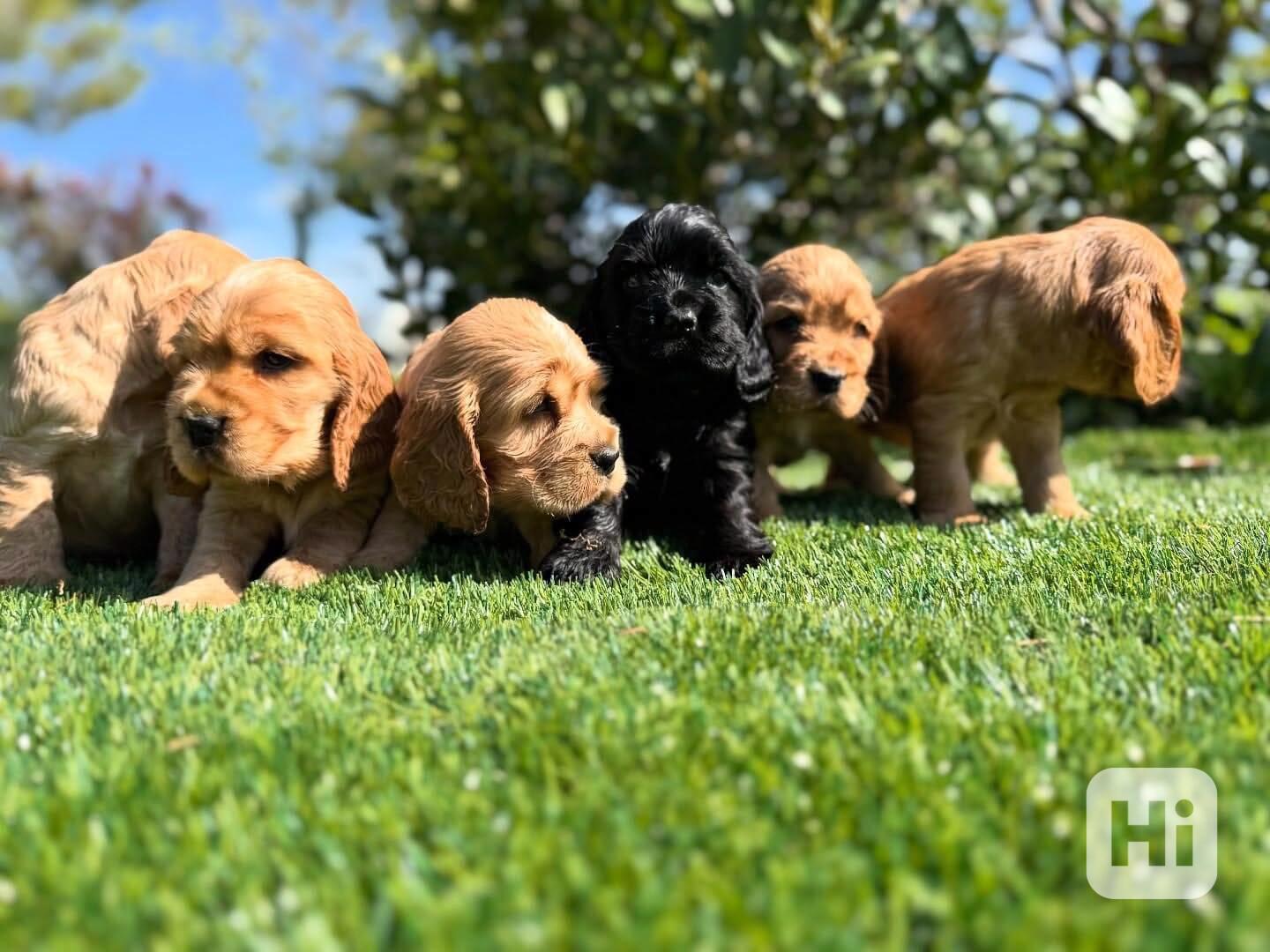 🌸🐶 Krásná štěňata kokršpaněla - foto 1