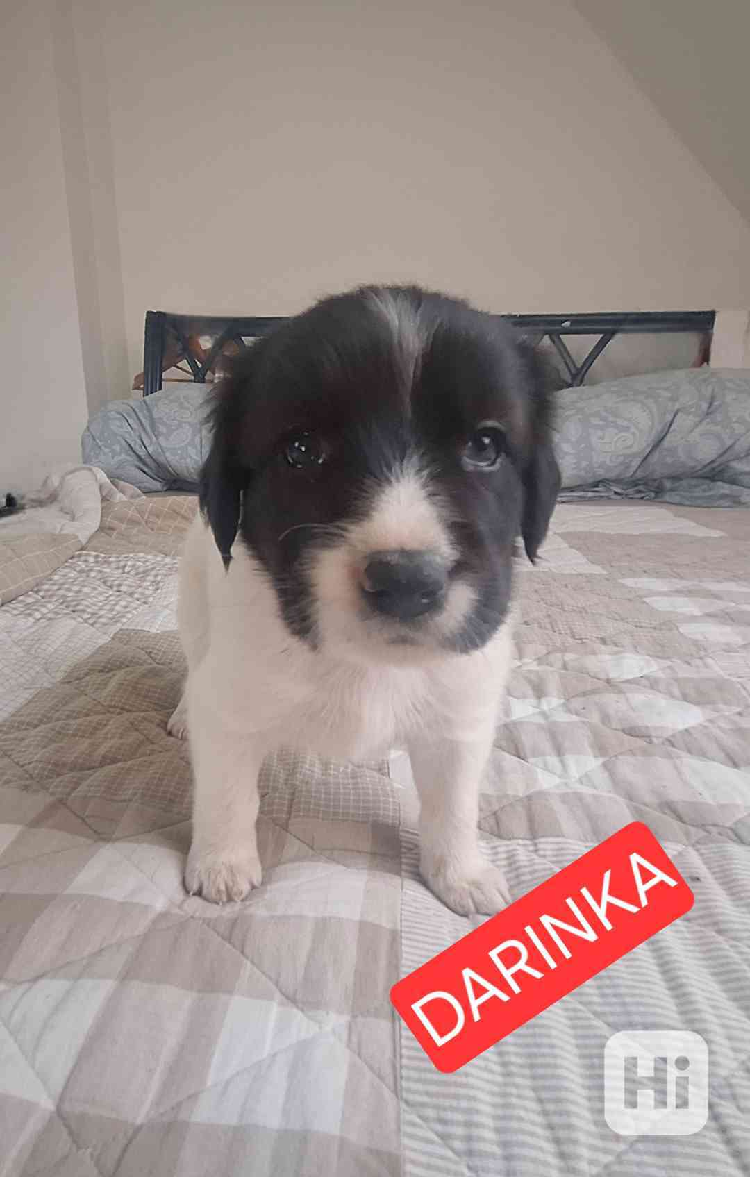 Český horský pes - foto 1