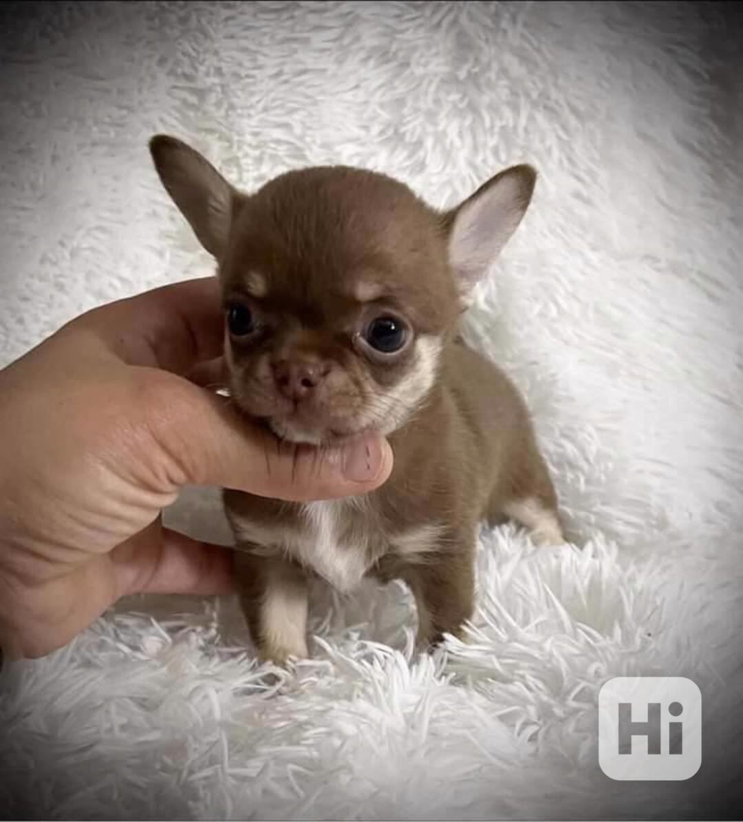 Štěně čivavy - foto 1