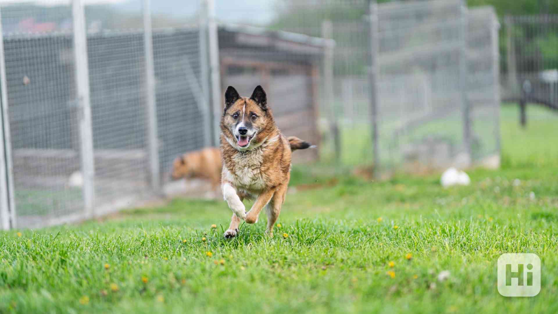 Emilka - kříženec, hodná holka, 8 let - foto 1