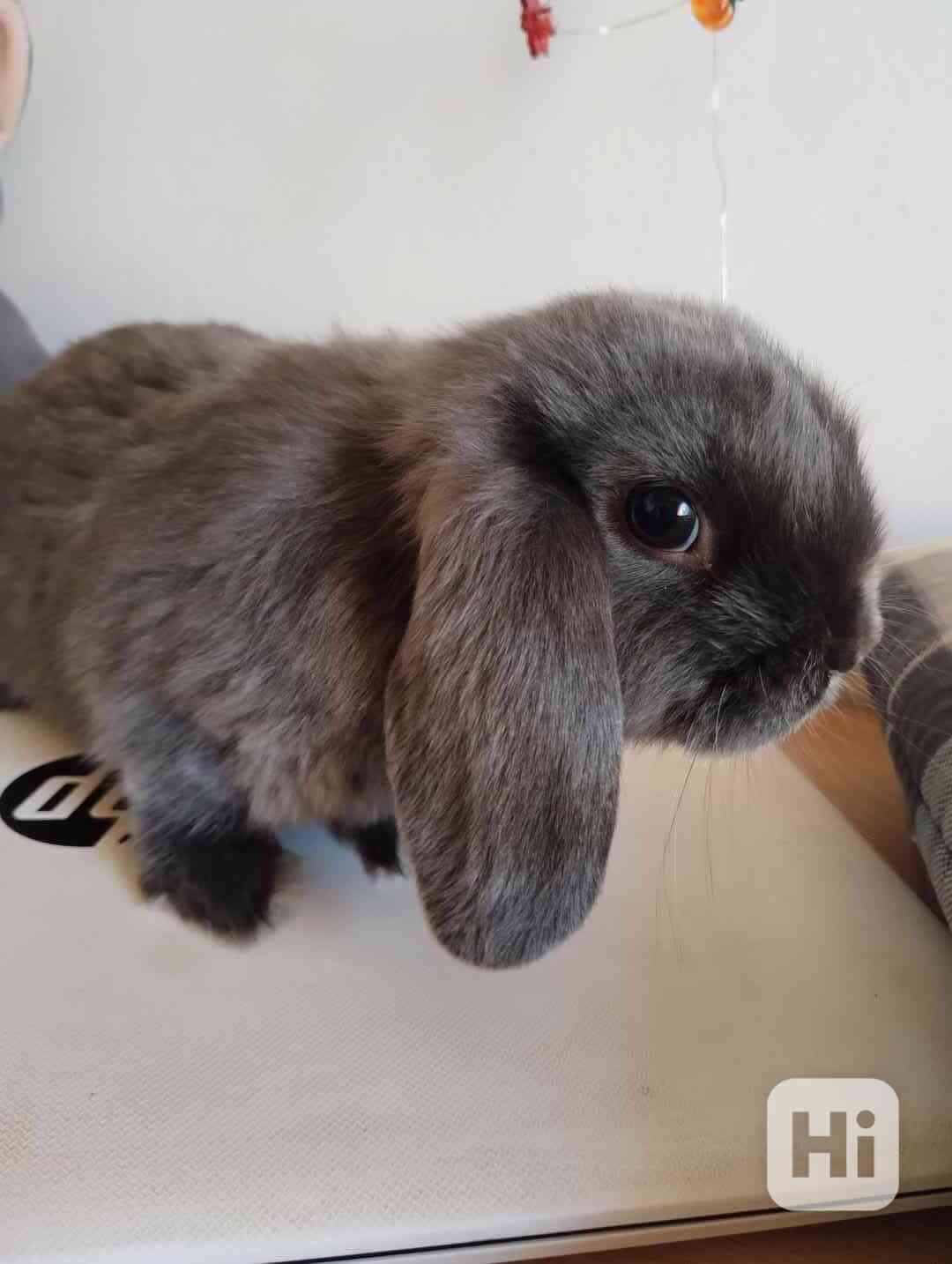Králík  - foto 1