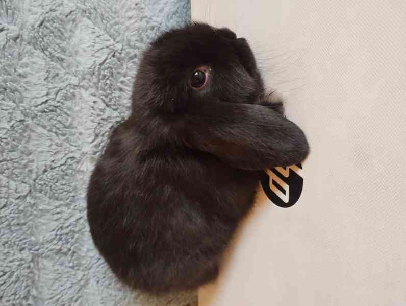 Králík  - foto 3