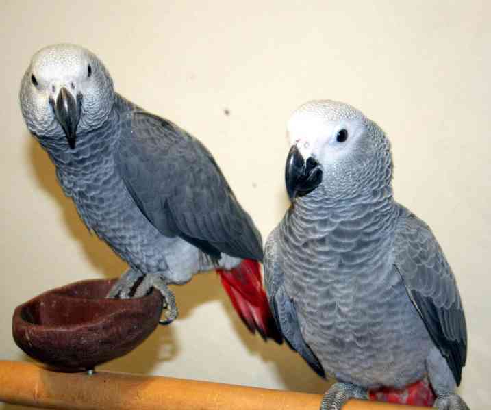 Zako . Papoušci šedí k adopci zdarma (2800kc)