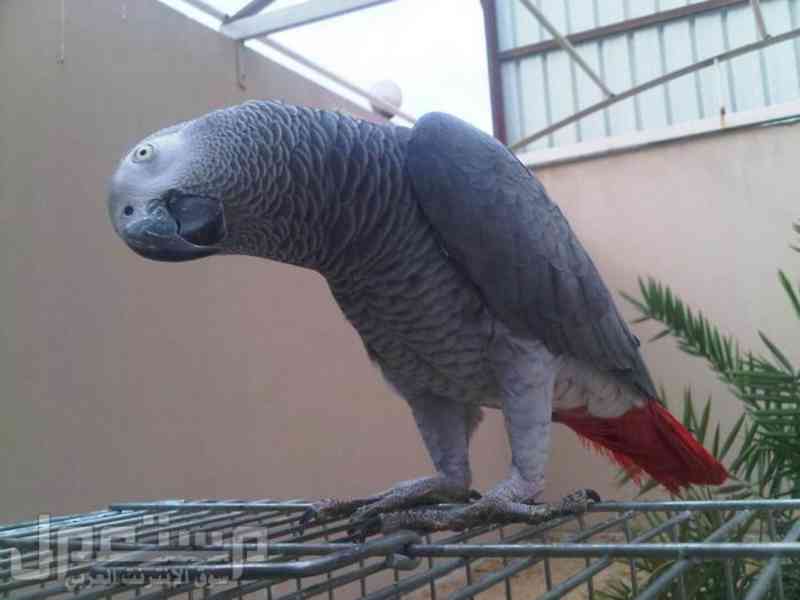 Zako . Papoušci šedí k adopci zdarma (2800kc) - foto 3
