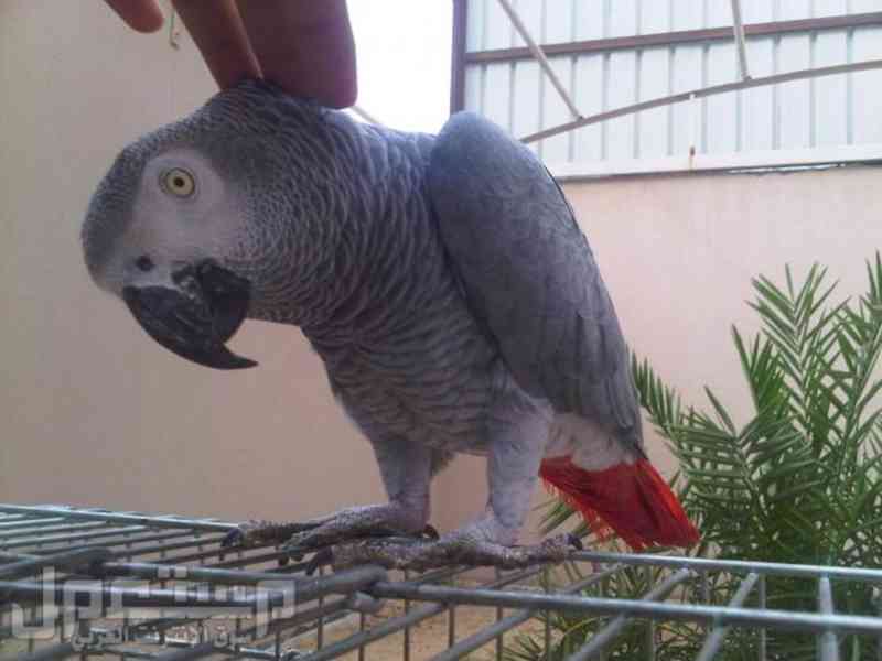 Zako . Papoušci šedí k adopci zdarma (2800kc) - foto 2
