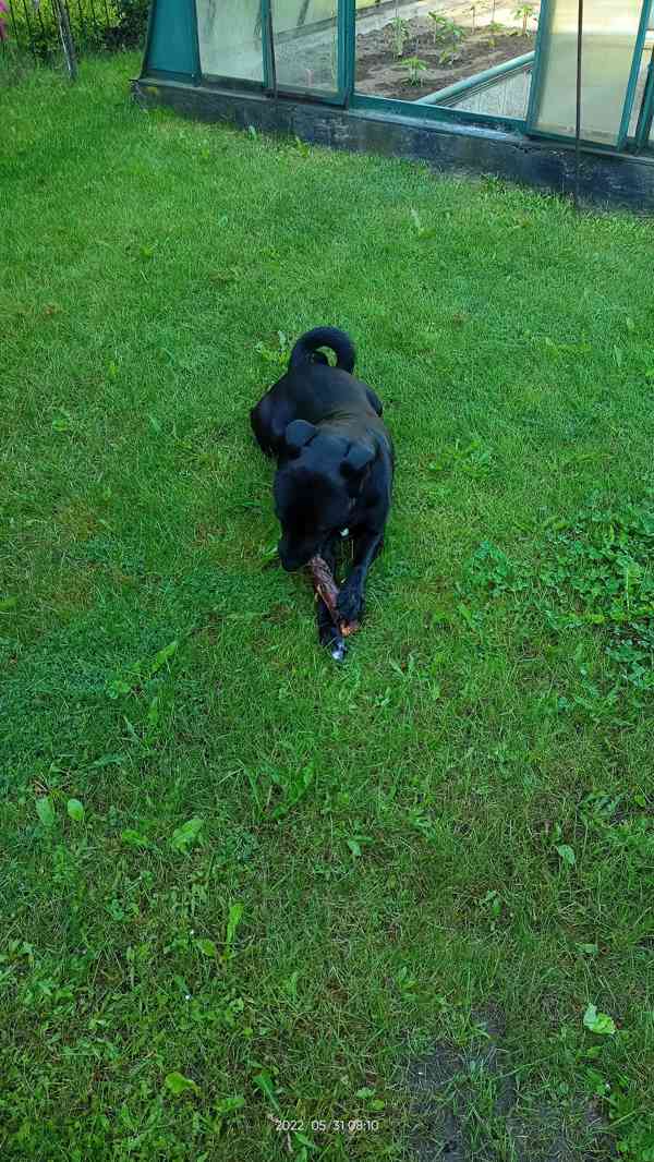 Daruji do dobrých rukou, labrador x pitbull  - foto 2