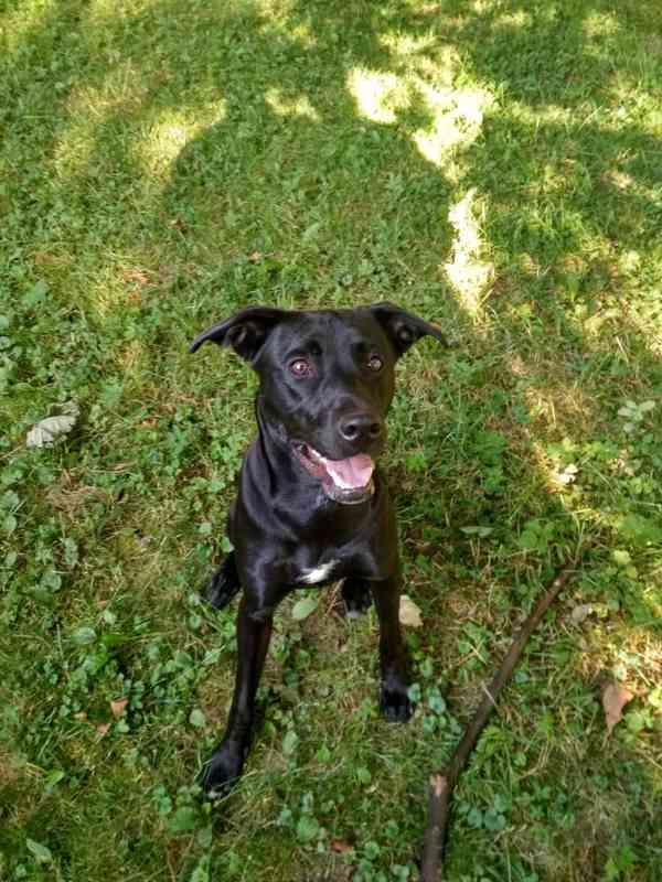 Daruji do dobrých rukou, labrador x pitbull  - foto 3