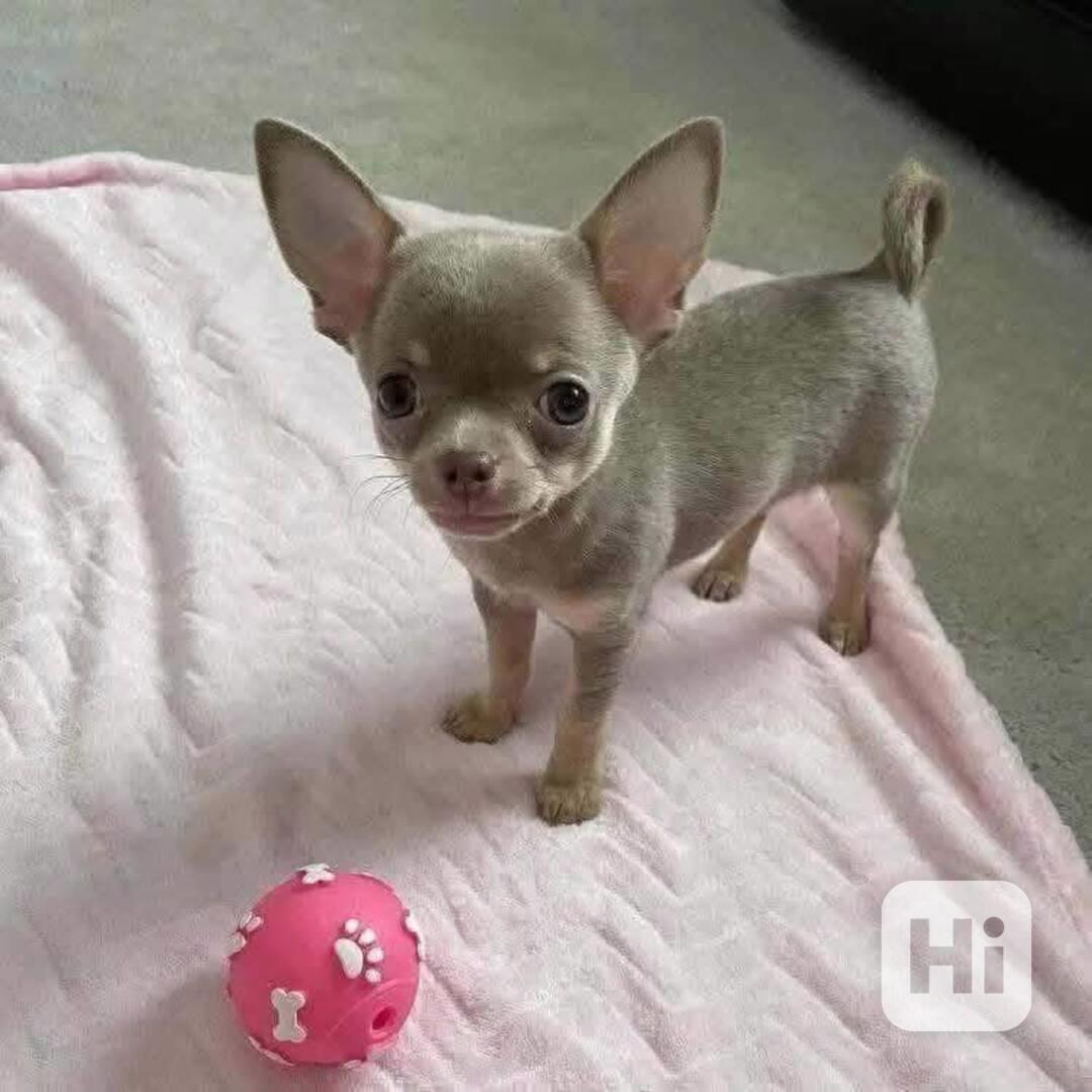 Štěňata čivavy - foto 1