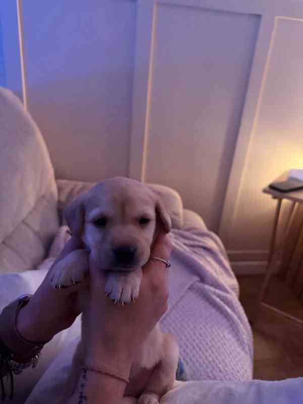 Labradorský retrívr s PP - pejsek k odběru