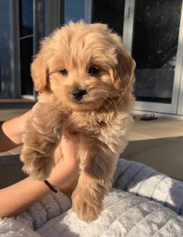 Dárek zdarma krásná štěňátka pudl k adopci zdarma   - foto 2
