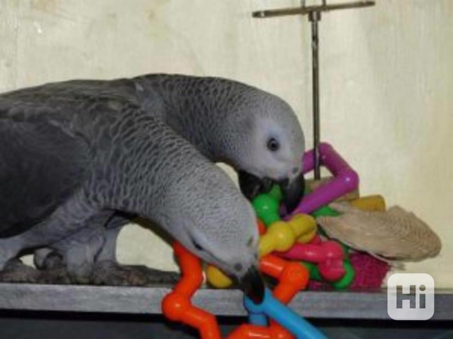 Papoušci šedí konžští k dispozici - foto 1