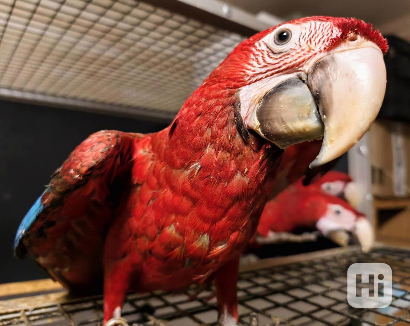 Ara zelenokřídlý (Ara chloroptera) - foto 1