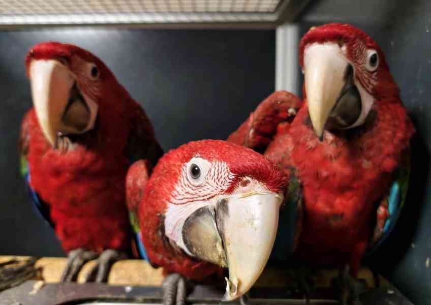 Ara zelenokřídlý (Ara chloroptera) - foto 2