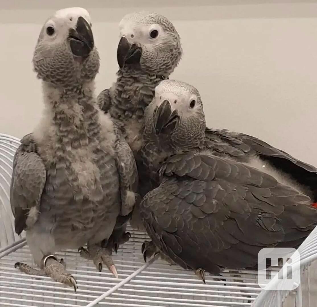 Baby African Grey Parrots Available - foto 1