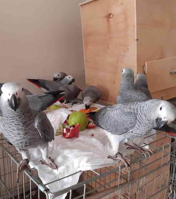 Baby African Grey Parrots Available - foto 4