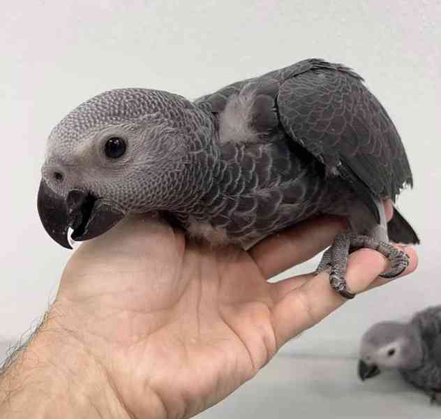 Baby African Grey Parrots Available - foto 5