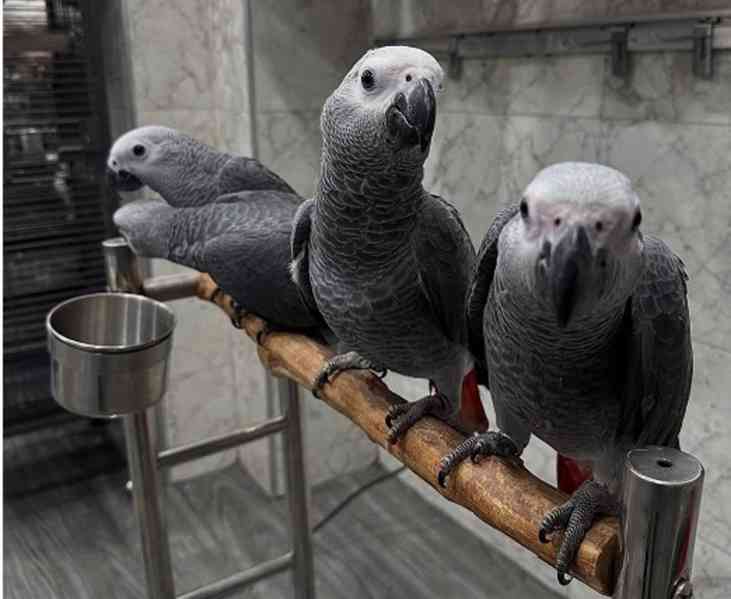 Baby African Grey Parrots Available - foto 3