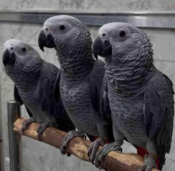 Baby African Grey Parrots Available - foto 2