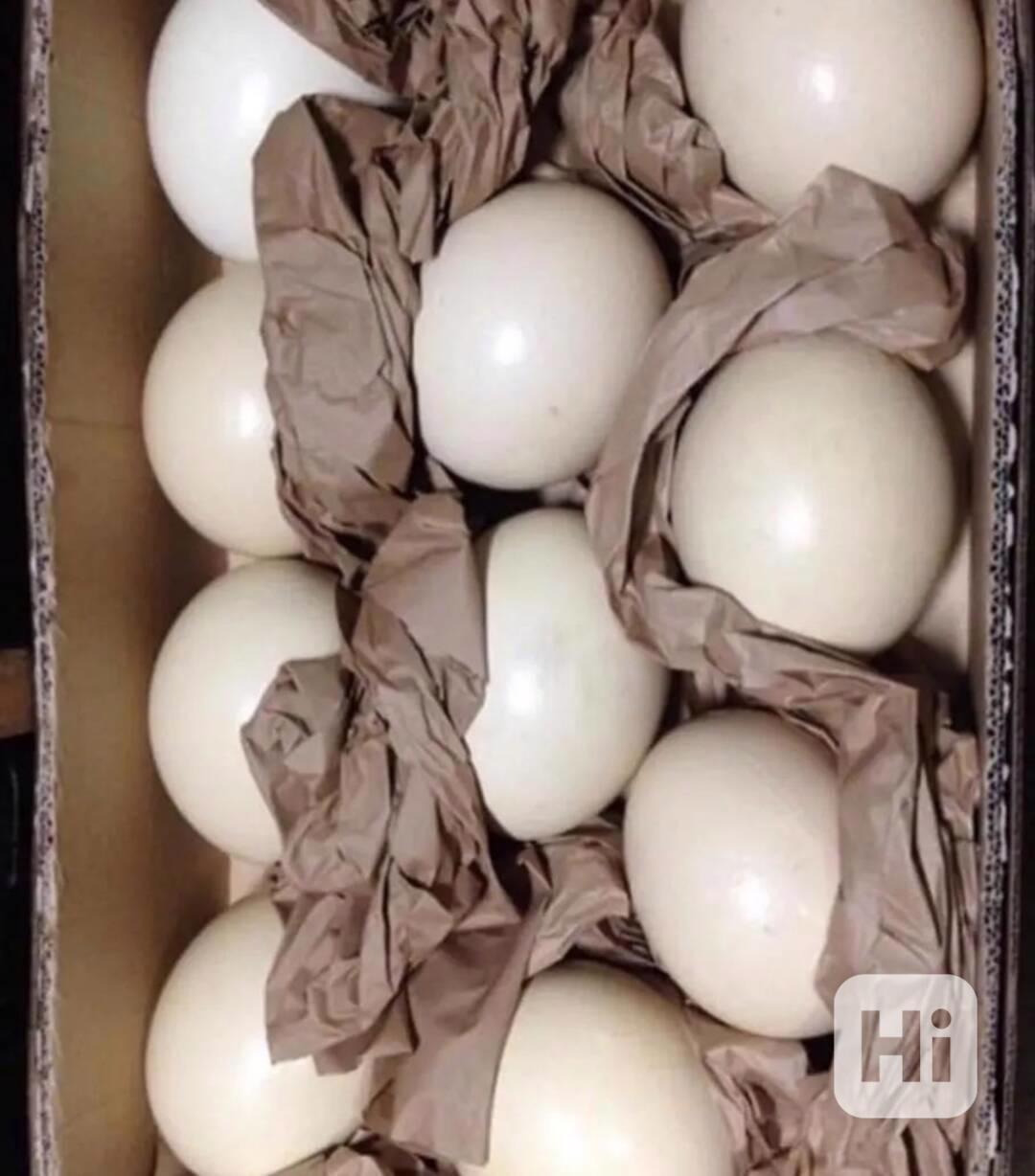 Prodej papoušků a papouščích vajec - foto 1