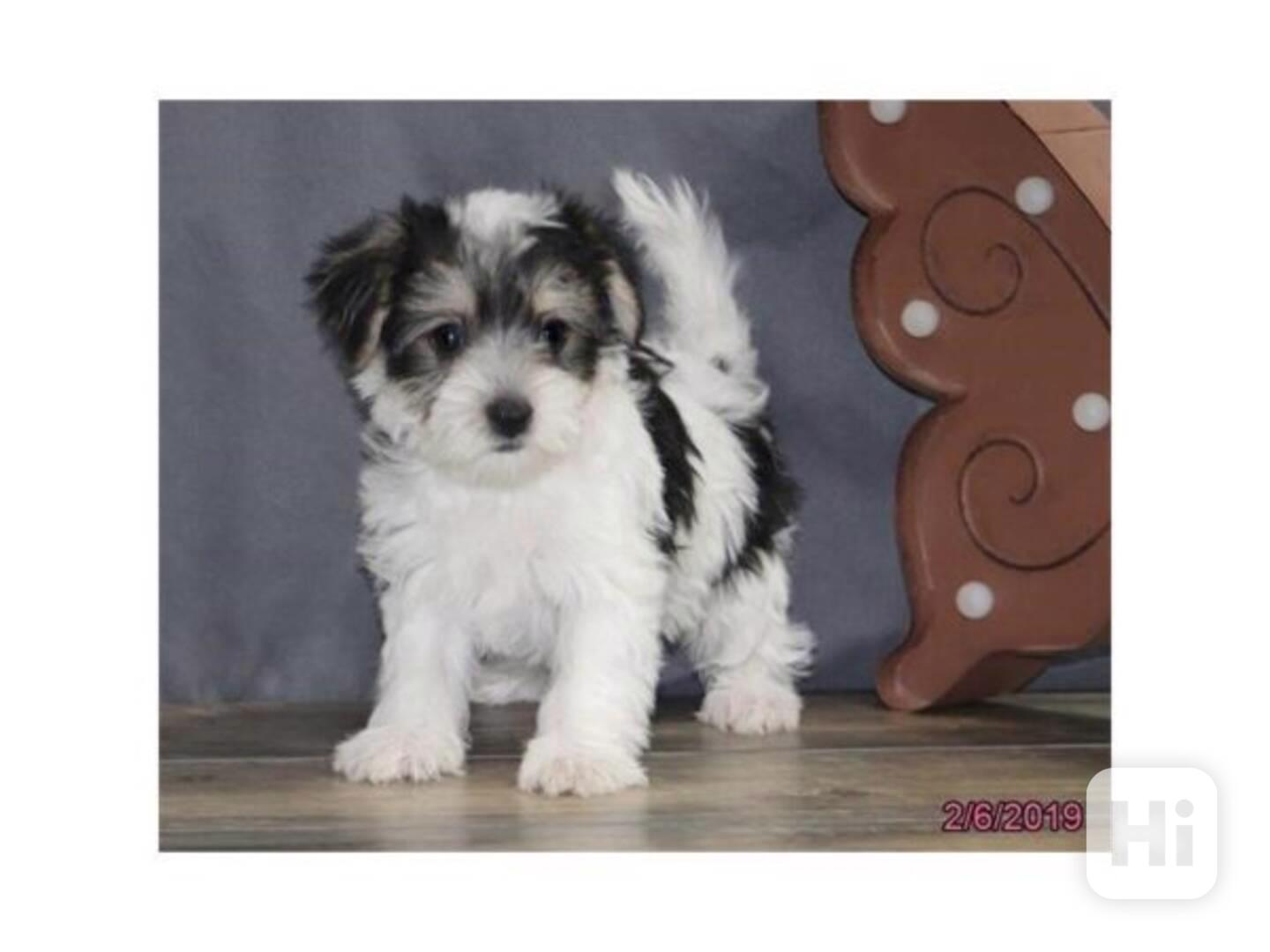Great news!  New Havanese puppies have arrived! - foto 1