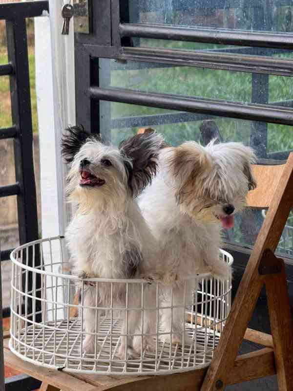 Great news!  New Havanese puppies have arrived! - foto 3