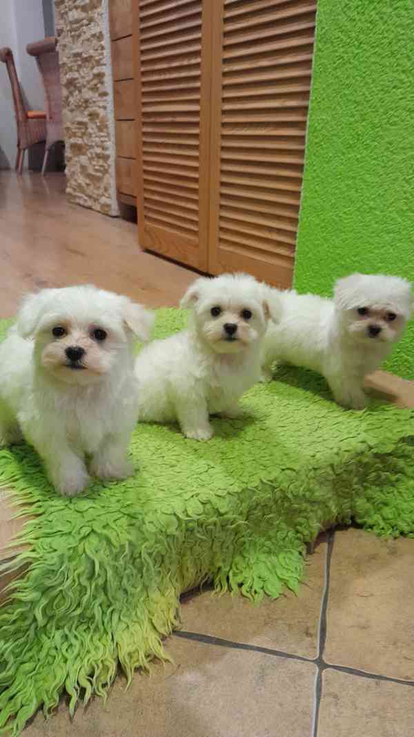 Maltezský psik ,Maltézáček bez PP,  - foto 2